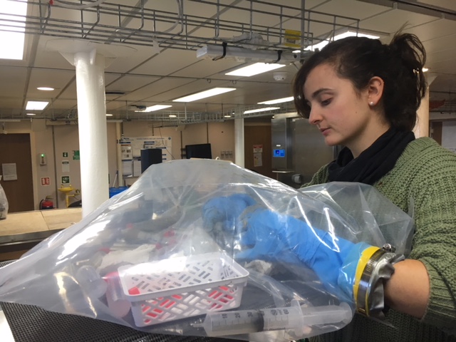 A marine scientist (young woman) works in a glove bag to sample sediments in an anoxic environment on board RV Investigator on a 2018 research cruise. The anoxic environment allows us to sample redox sensitive elements including chromium.
