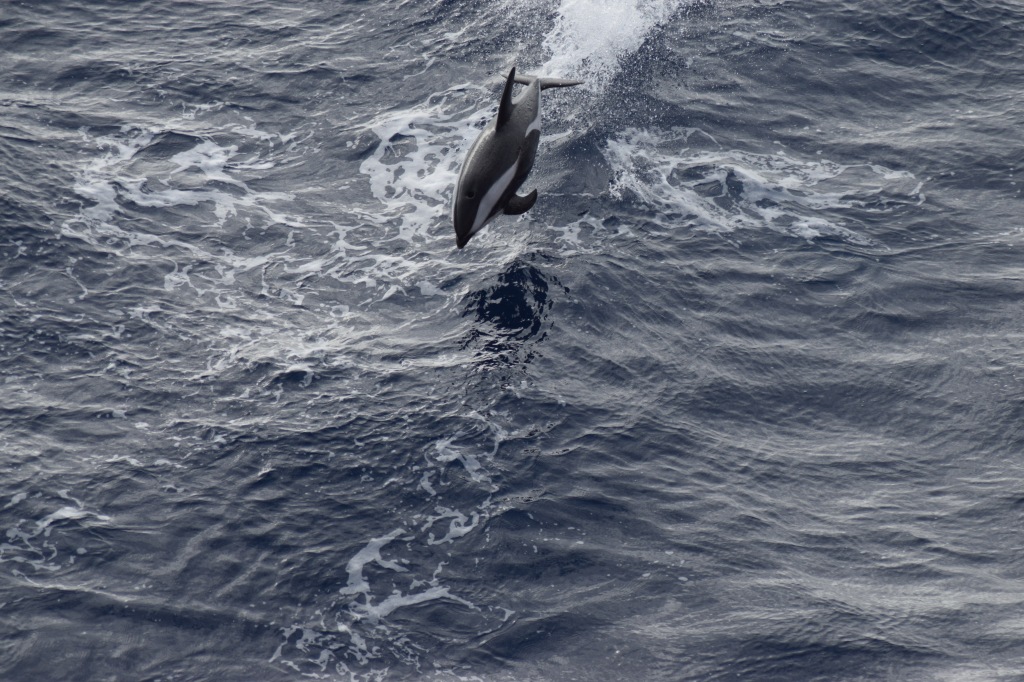 A black dolphin with a white stripe down the site (hourglass dolphin) leaps out of the water.