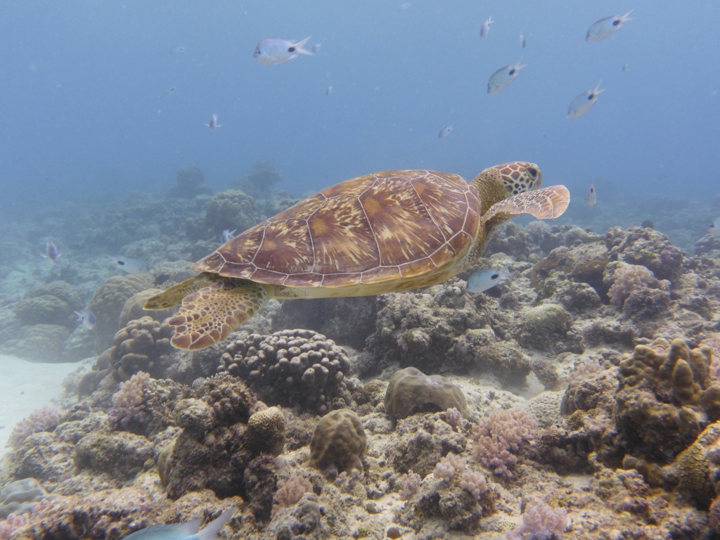A sea turtle swims off Mauritius. 