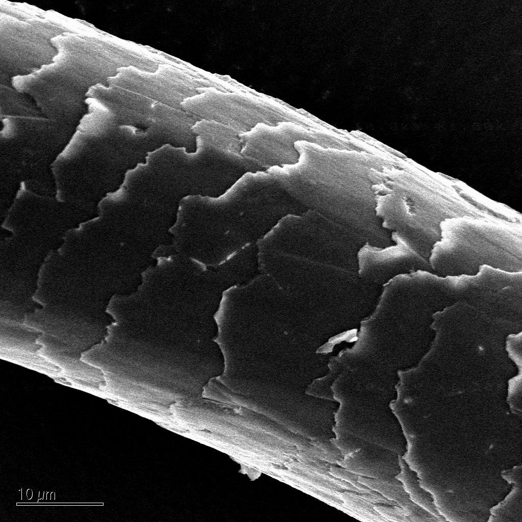 Scanning electron microscope image of a hair showing that a typical human hair is about 100 micrometers in diameter -- much larger than the saponite grains we're examining in this research.