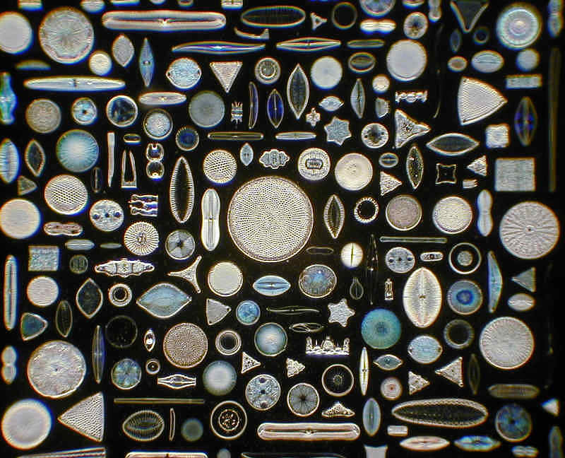 A black background with several shapes and sizes of diatoms shown as an illustration of a marine silicifier. Diatoms make their shells out of silica.